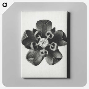 1-23_Karl-Blossfeldt_canvas