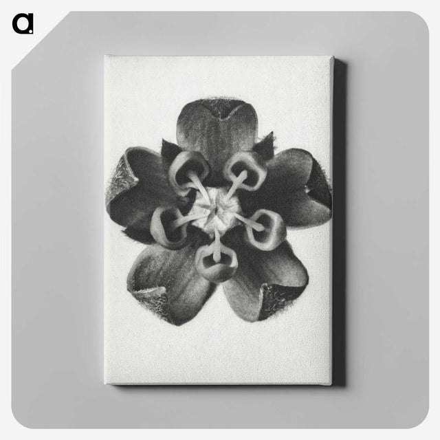 1-23_Karl-Blossfeldt_canvas