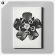 アートパネル-Asclepias Syriaca - カール ブロスフェルト Canvas.