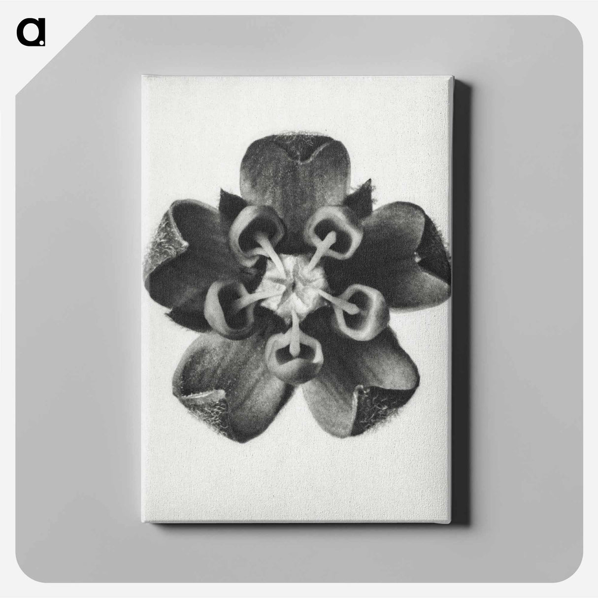 アートパネル-Asclepias Syriaca - カール ブロスフェルト Canvas.
