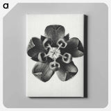 アートパネル-Asclepias Syriaca - カール ブロスフェルト Canvas.