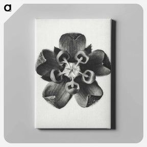 アートパネル-Asclepias Syriaca - カール ブロスフェルト Canvas.
