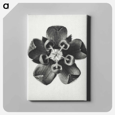 アートパネル-Asclepias Syriaca - カール ブロスフェルト Canvas.