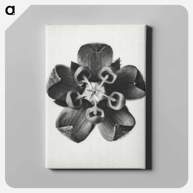 アートパネル-Asclepias Syriaca - カール ブロスフェルト Canvas.