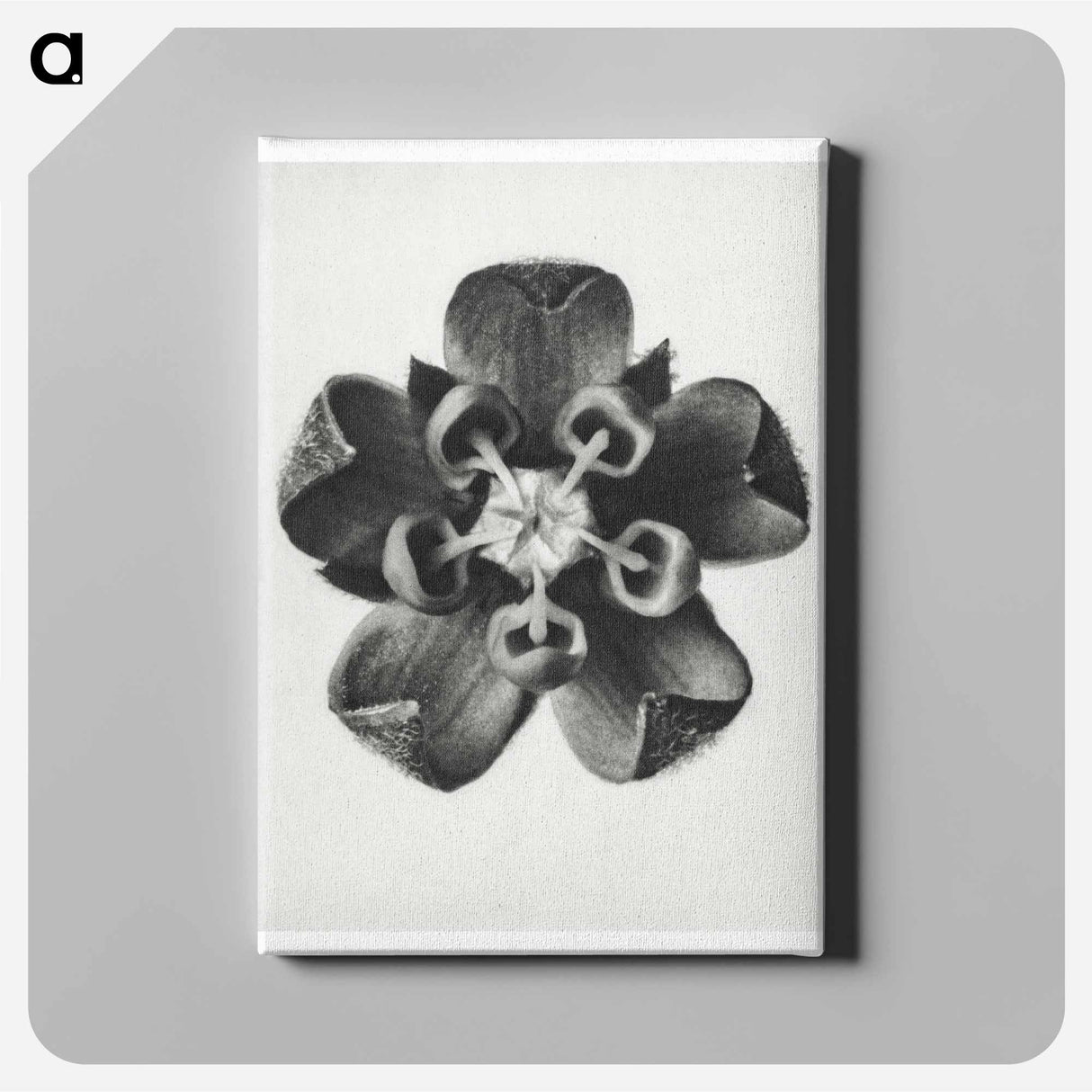Asclepias Syriaca - カール ブロスフェルト Canvas.