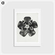 アートポストカード-Asclepias Syriaca - カール ブロスフェルト Postcard.