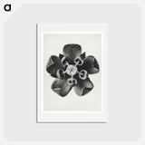 アートポストカード-Asclepias Syriaca - カール ブロスフェルト Postcard.