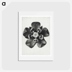 アートポストカード-Asclepias Syriaca - カール ブロスフェルト Postcard.