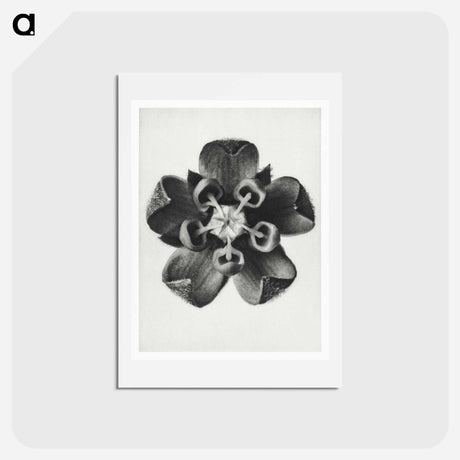 アートポストカード-Asclepias Syriaca - カール ブロスフェルト Postcard.