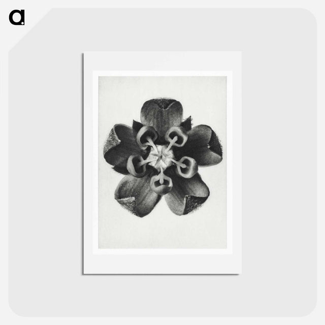 アートポストカード-Asclepias Syriaca - カール ブロスフェルト Postcard.