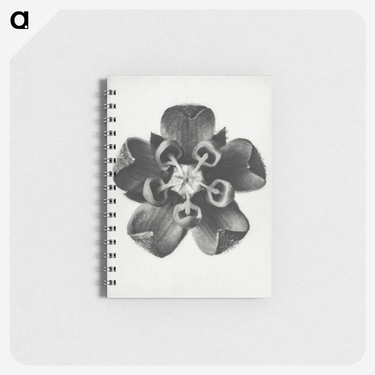 1-23_Karl-Blossfeldt_memo