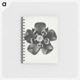 1-23_Karl-Blossfeldt_memo