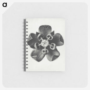 1-23_Karl-Blossfeldt_memo