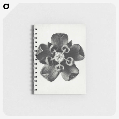 1-23_Karl-Blossfeldt_memo