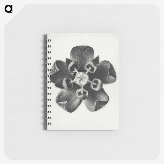 1-23_Karl-Blossfeldt_memo