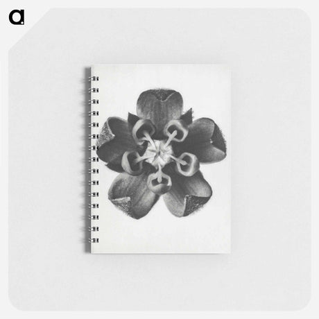 アートメモ帳-Asclepias Syriaca - カール ブロスフェルト Memo.