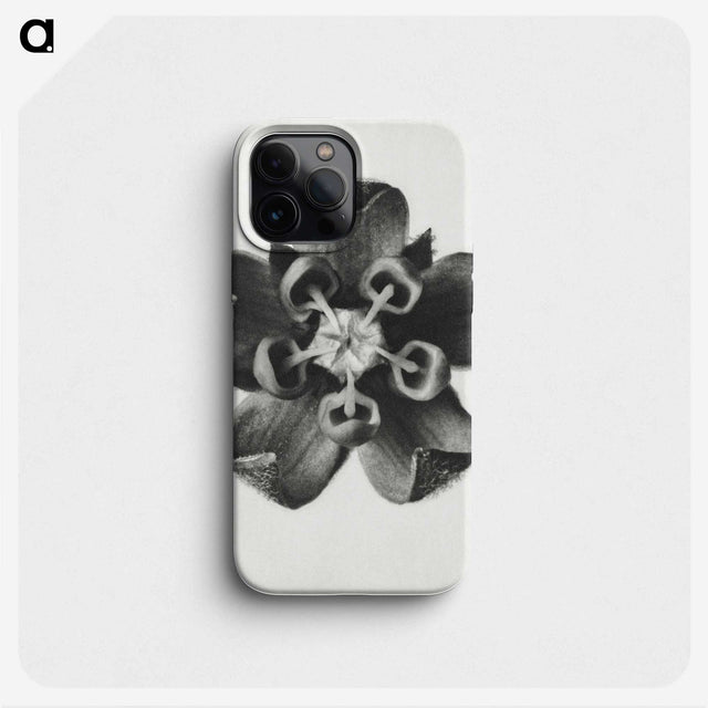1-23_Karl-Blossfeldt_phone