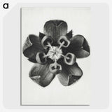 1-23_Karl-Blossfeldt_picture-crop