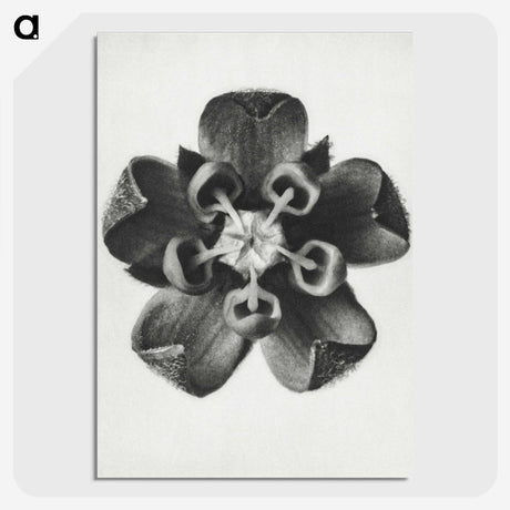 1-23_Karl-Blossfeldt_picture-crop