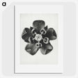 1-23_Karl-Blossfeldt_picture