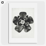 1-23_Karl-Blossfeldt_picture