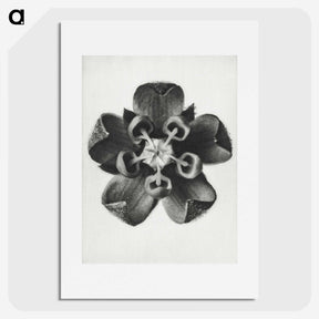 1-23_Karl-Blossfeldt_picture