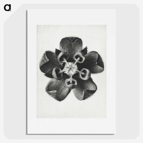 1-23_Karl-Blossfeldt_picture