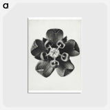 アートポストカード-Asclepias Syriaca - カール ブロスフェルト Postcard.