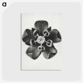 1-23_Karl-Blossfeldt_postcard