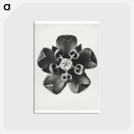 アートポストカード-Asclepias Syriaca - カール ブロスフェルト Postcard.