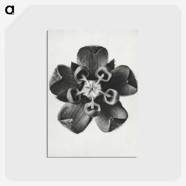 1-23_Karl-Blossfeldt_postcard
