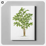 1-23_Les-Palmiers-Histoire-Iconographique_canvas