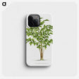 1-23_Les-Palmiers-Histoire-Iconographique_phone
