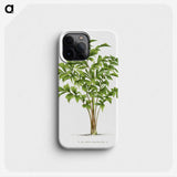 1-23_Les-Palmiers-Histoire-Iconographique_phone