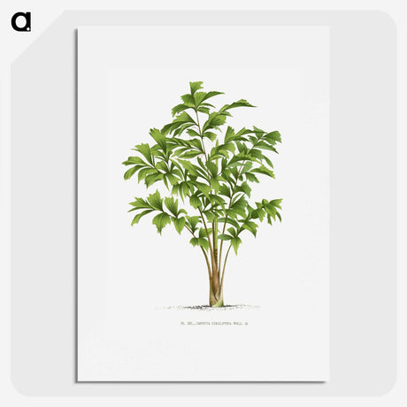 1-23_Les-Palmiers-Histoire-Iconographique_picture