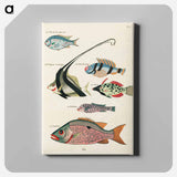 アートパネル-Moluccan Fishes
 - ルイ ルナール Canvas.