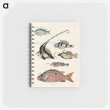 Moluccan Fishes
 - ルイ ルナール Memo.