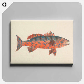 アートパネル-Unidentified Fish
 - ルイージ バルガーニ Canvas.