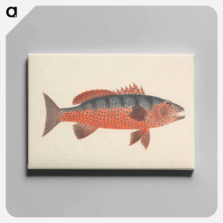 アートパネル-Unidentified Fish
 - ルイージ バルガーニ Canvas.