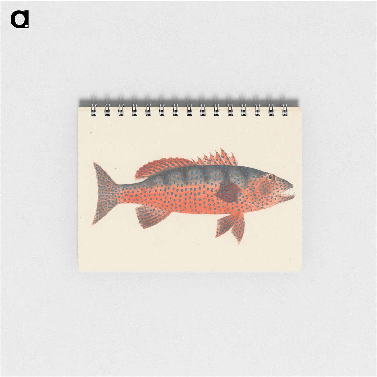 Unidentified Fish
 - ルイージ バルガーニ Memo.