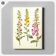 アートパネル-Foxgloves
 - マリア ジビーラ メーリアン Canvas.