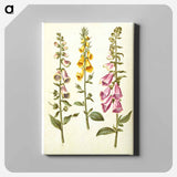 アートパネル-Foxgloves
 - マリア ジビーラ メーリアン Canvas.