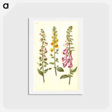アートポストカード-Foxgloves
 - マリア ジビーラ メーリアン Postcard.