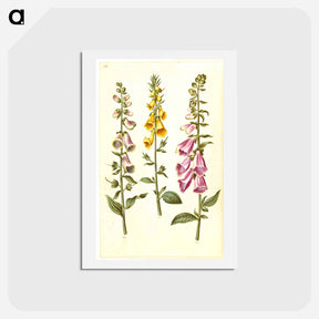 アートポストカード-Foxgloves
 - マリア ジビーラ メーリアン Postcard.