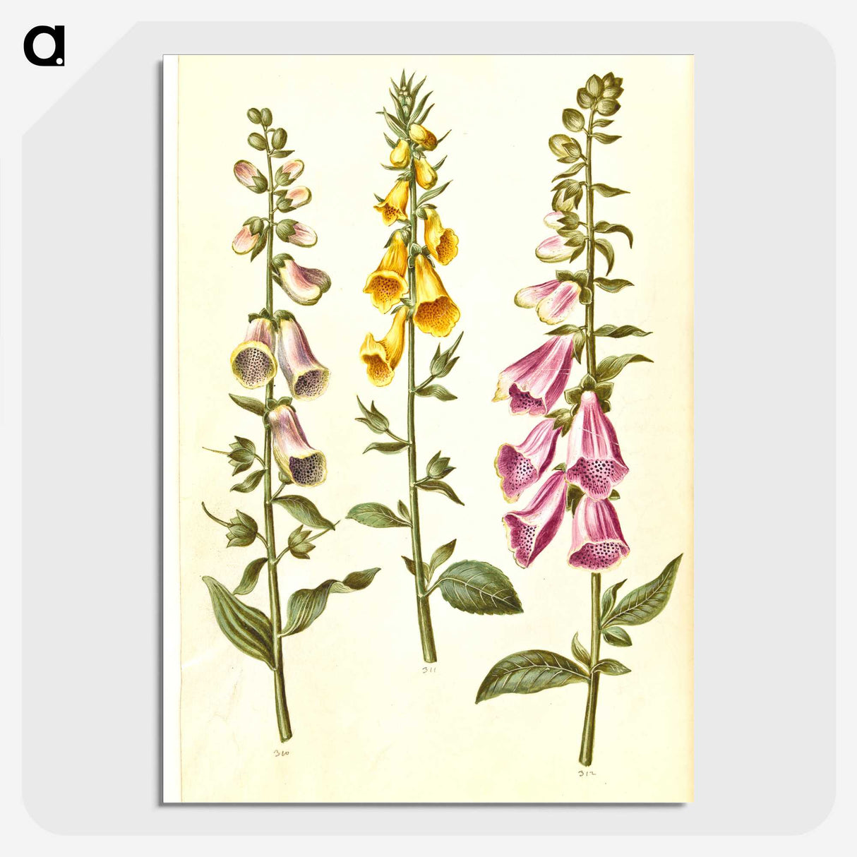 1-23_Maria-Sibylla-Merian_picture-crop