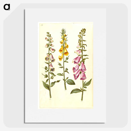 1-23_Maria-Sibylla-Merian_picture