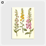 アートポストカード-Foxgloves
 - マリア ジビーラ メーリアン Postcard.