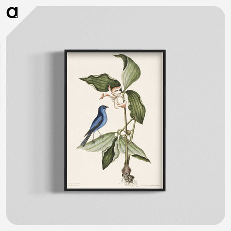 1-23_Mark-Catesby_blk-crop