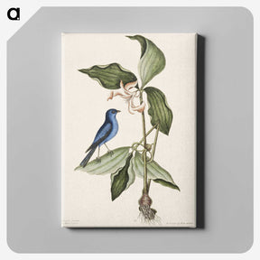 1-23_Mark-Catesby_canvas