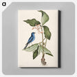 アートパネル-Blue Linnet
 - マーク ケイツビー Canvas.